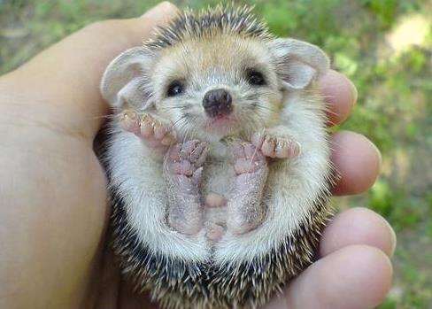 晚上撿到刺猬是好事嗎 是吉是兇 是什么預(yù)兆