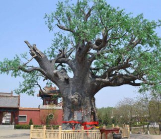 槐樹鎮(zhèn)宅還是招鬼，槐樹招鬼屬于謠言