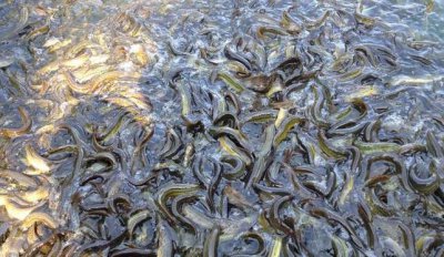 為什么放生泥鰍果報(bào)大,是一種積陰德的表現(xiàn)