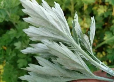 清明粿的草叫什么,分別是野艾、泥胡菜以及田艾