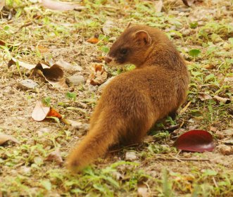 晚上看見黃鼠狼有征兆,在夜間碰上黃鼠狼不太吉利
