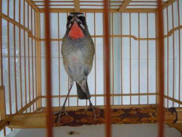 鳥拉屎在頭上鴻運當頭,被鳥屎砸中意味著好事將近