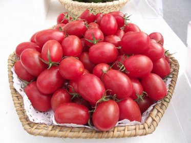 圣女果是轉基因嗎,只是番茄的原始品種