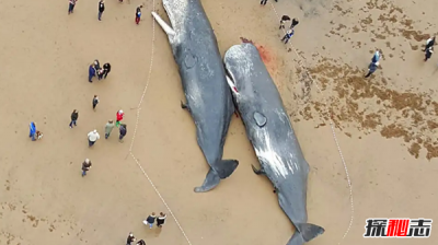 鯨魚擱淺為什么救不了,為什么會死亡