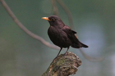 烏鶇來臨預(yù)示什么，能夠帶給你好運