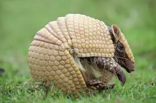 犰狳為什么有麻風(fēng)病,是麻風(fēng)桿菌的自然寄主