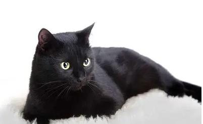 半夜貓叫有什么預兆,引魂貓叫第二天會死人