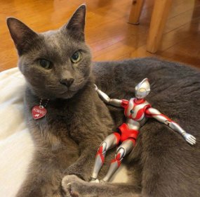 養貓以后財運無敵了，貓砂能吸納晦氣帶來好運