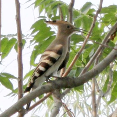 看見戴勝鳥預示著什么，將來生活幸福美滿