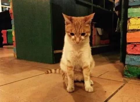 貓緣好的人陰德好，能得到祖輩的庇佑