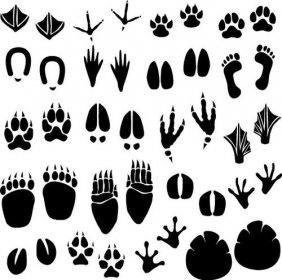 科學解釋回煞的腳印,有可能是小動物留下的