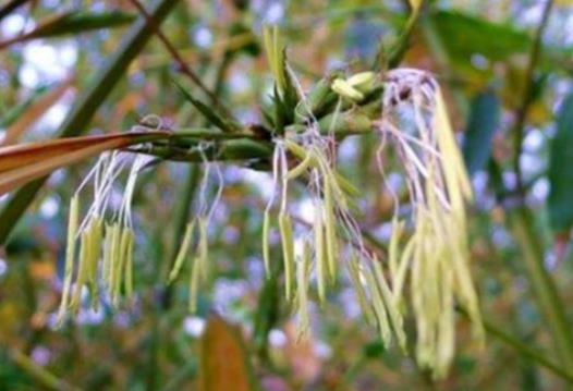 竹子開花意味著什么，異常出現意味著有人要去世