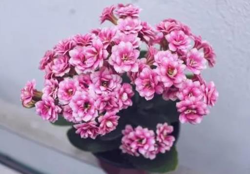 長壽花放哪風水最佳,擺放到陽臺接受陽光照射