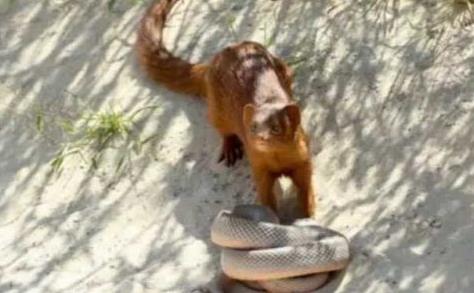 晚上看見黃鼠狼要發財，當心財富的大起大落