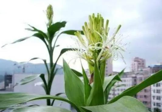 富貴竹開花什么預兆，寓意花開富貴