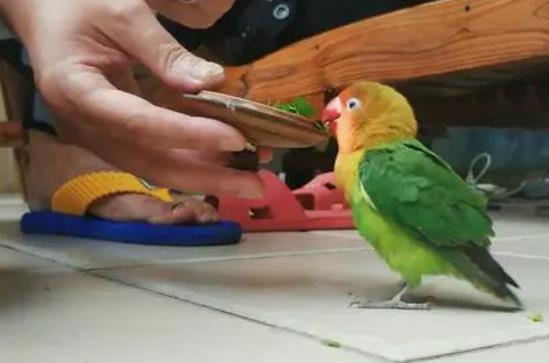 風水解說家里飛來鸚鵡，寓意有貴人相助