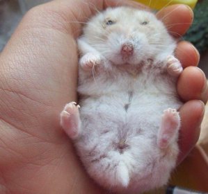 倉鼠公母怎么區(qū)分,觀察臀部大小