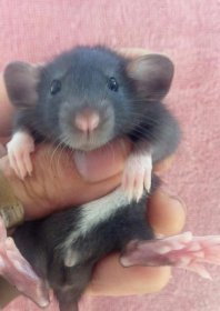 花枝鼠壽命有多長(zhǎng)，一般在兩至三年