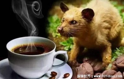 貓屎咖啡是怎么來的?麝香貓成最大受害者
