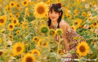 向日葵為什么不能送人,沉默的愛讓很多人都不適合送