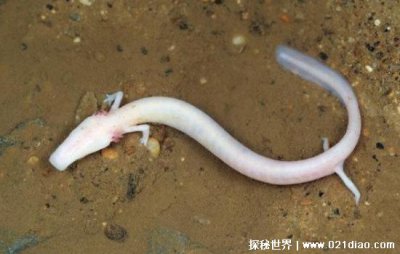 洞螈是什么動物,沒有眼睛的兩棲類動物