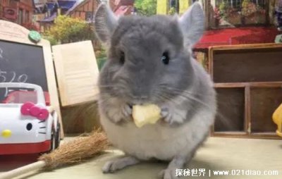 宮崎駿電影龍貓是什么動物圖片,指的是毛絲鼠