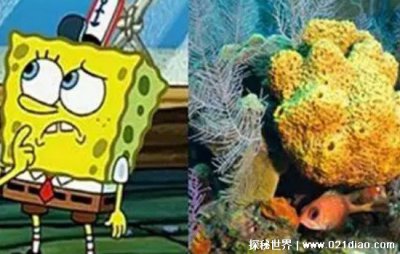 海綿寶寶是一種原始的什么動物,雌雄同體的多細胞動物