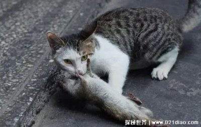 貓為什么吃老鼠和魚,彌補自己不能合成牛磺酸的缺點