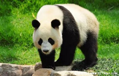 古人稱白熊食鐵獸是什么動物圖片,我國的國寶大熊貓