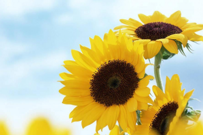 向日葵為什么叫鬼花:葵字諧音鬼(向日葵象征太陽)