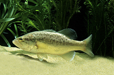 吃什么魚補腦：鱸魚補腦營養(yǎng)素含量最高(三文魚提高記憶力)