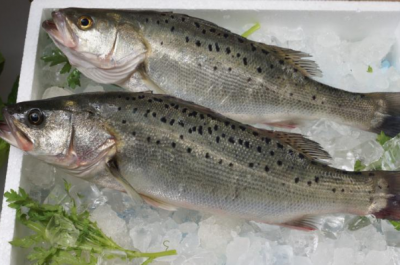 最適合孩子吃的八種魚：鱈魚營養比例完美配對(鱸魚益腦)