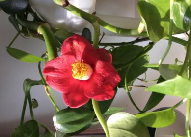 揭秘十種招鬼的花，在家養一顆綠蘿會在三年內招來鬼魂