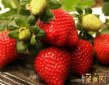 盤點殺死癌細胞最狠的水果，常吃草莓能抑制癌細胞生長