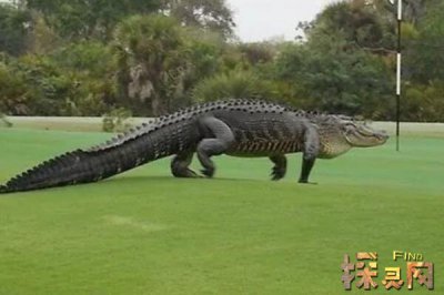 美國發(fā)現(xiàn)了一只活恐龍，卻只是人假扮的(烏龍事件)