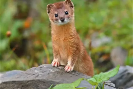 黃鼠狼拜月的科學(xué)解釋，黃鼠狼為什么會拜月