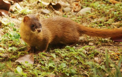 黃鼠狼拜月的科學(xué)解釋，黃鼠狼為什么會拜月