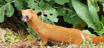 黃鼠狼拜月的科學(xué)解釋，黃鼠狼為什么會拜月