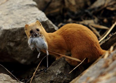 黃鼠狼拜月的科學(xué)解釋，黃鼠狼為什么會拜月