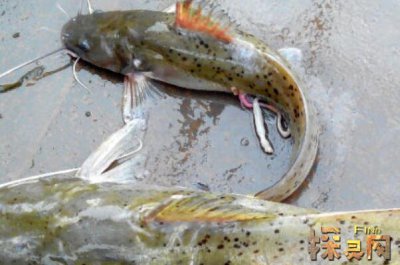 巴沙魚是世界上最臟的魚，以偏概全實(shí)際上有種類區(qū)分(鯰魚)