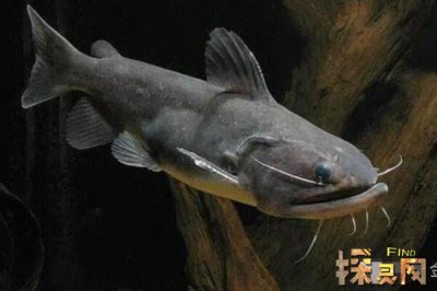 巴沙魚是世界上最臟的魚，以偏概全實(shí)際上有種類區(qū)分(鯰魚)