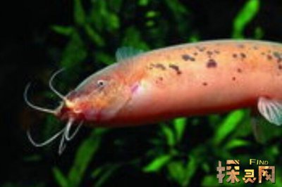 巴沙魚是世界上最臟的魚，以偏概全實(shí)際上有種類區(qū)分(鯰魚)