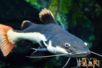 巴沙魚是世界上最臟的魚，以偏概全實(shí)際上有種類區(qū)分(鯰魚)