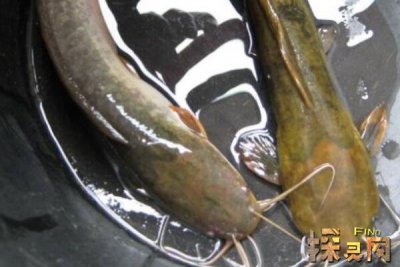 巴沙魚是世界上最臟的魚，以偏概全實(shí)際上有種類區(qū)分(鯰魚)