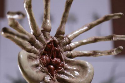 抱臉蟲真的在現實生活中存在嗎，寄生高等動物身上抱住臉