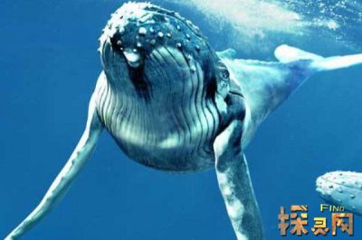 比藍鯨大一億倍的生物，至少得有30億米的長度（不存在）