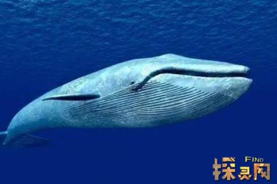 比藍鯨大一億倍的生物，至少得有30億米的長度（不存在）