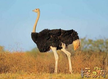 盤點十大最恐怖的鳥，泰坦鳥體高2.5米體重800斤(獵殺之王)