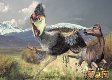 盤點十大最恐怖的鳥，泰坦鳥體高2.5米體重800斤(獵殺之王)