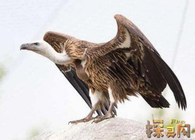 盤點十大最恐怖的鳥，泰坦鳥體高2.5米體重800斤(獵殺之王)